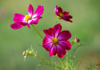 花朵的生态价值：为何花是生态系统的关键元素？