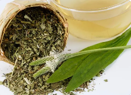 车前草茶：自然的草药疗法，拯救您的健康